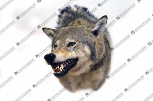 wolf_8